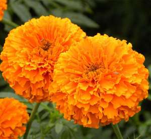 Testador de luteina boânica em pó, extrato de flor marigold, zeaxantina, luteina em pó, extrato de marigold em massa - Product Image 2