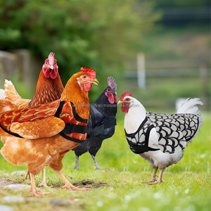 Factory Chicken Saddle Reusable Chicken Apron Feather Protector Jacket Hen Saddle Vest with Adjustable Strap Hen Mating Saddle - Product Image 2