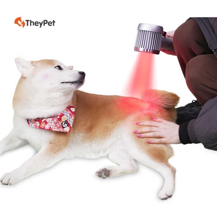 horse ankle hoof tendon pain relief class 4 laser therapy device animal