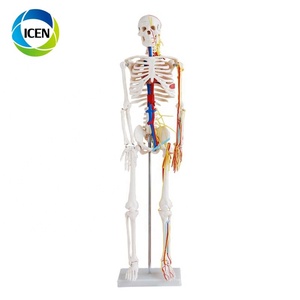EN 101 <span class=keywords><strong>Corps</strong></span> <span class=keywords><strong>Corps</strong></span> <span class=keywords><strong>Humain</strong></span> Modèle Squelette Modèle Médecine Anatomie Fournitures D'enseignement D'enseignement Médical - Product Image 5