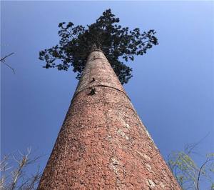 Torre de Comunicación de Acero Camuflada Tipo Árbol de Pino, Galvanizada en Caliente, de Fabricantes Chinos de la Marca JH, Venta al Por Mayor - Product Image 4
