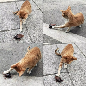 Nouvelle Voiture Télécommandée Électronique Réaliste avec Grand <span class=keywords><strong>Insecte</strong></span> Inséré et Yeux Lumineux, Jouet Animal pour Enfants, Cadeau d'Anniversaire, Jeu - Product Image 4