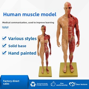 Modelo de <span class=keywords><strong>Esqueleto</strong></span> Anatómico MAXCARE de 30 cm, Cráneo con Músculos en Color para Referencia de Pintura, Entrenamiento Artístico de Anatomía Musculoesquelética Humana - Product Image 3