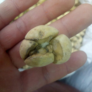 Zhe Bei Mu Bulbes de racines de Fritillaire Thunbergii de grande taille, Fritillaire de <span class=keywords><strong>Thunberg</strong></span> à vendre - Product Image 3