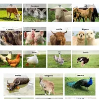 Broyeur de paille de champ, broyeur de céréales, moulin à aliments, broyeur à marteaux, coupe-paille, coupe-herbe, coupe-culture pour aliments pour animaux, broyeur de foin