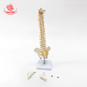 Modèle de colonne vertébrale humaine FRT017, modèle pédagogique médical cousu à la main avec bassin et fémur. - Product Image 1