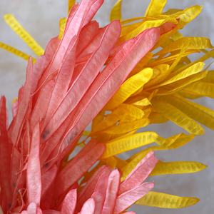 Dolichos lablab ดอกไม้และพืชฝักถั่วดอกไม้แห้งดอกไม้ตกแต่งบ้าน - Product Image 4