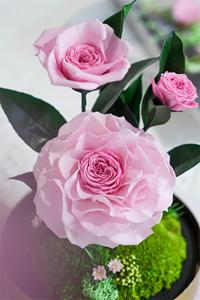 Roses éternelles sous cloche en verre, fleurs roses véritables avec base dorée et mousse, décoration intérieure durable sans entretien - Product Image 6