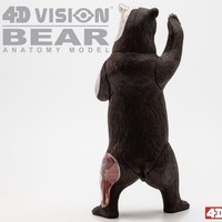 4D MASTER Kit de Montage Ossature Animale Anatomique d'Ours Noir et Brun avec Organes Internes, Modèle Pédagogique de Simulation, Cadeau STEM