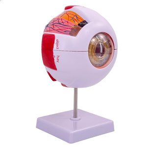 Modelo de Ojo Humano Desmontable para Enseñanza Médica, Simulación de Ojo <span class=keywords><strong>Infantil</strong></span> con Aumento de 6x, Estructura Anatómica - Product Image 2
