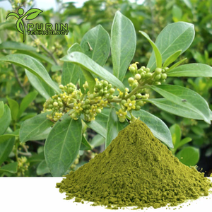 Extrato Herbal de <span class=keywords><strong>Gymnema</strong></span> <span class=keywords><strong>Sylvestre</strong></span> 10:1/30:1 Múltiplas Proporções Pó Alimentar Grau Vitamínico CAS90045-47-9 - Product Image 2