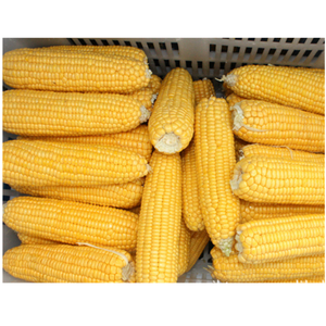 เมล็ดข้าวโพดแช่แข็งสีเหลือง - Product Image 3