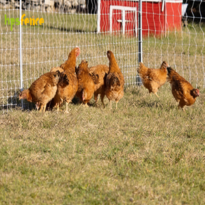 Recinzione Portatile Ecologica e Resistente per Fattoria con Design Unico della Porta, Kit Rete per Polli con Pali in Plastica 1,25m X 21m - Product Image 2