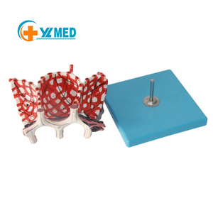 Modelo <span class=keywords><strong>de</strong></span> Alvéolo Humano, Estructura Alveolar Altamente Detallada con Capilares Codificados por Color para Educación Médica y Estudio Respiratorio - Product Image 1