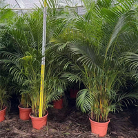 Pemasok Bonsai Pohon Palem Areca Alami Berkualitas Tinggi, Tanaman Dypsis Lutescens Grosir, Tanaman Hias Hidup untuk Rumah dan Kantor