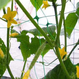 Filet de treillis de jardin en PP extrudé pour plantes potagères, idéal pour les concombres - Meilleur prix - Product Image 3