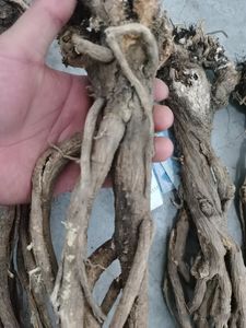 Compléments alimentaires à base d'herbes chinoises Racine de Huangqi Astragale Gummifer Astragale Polysaccharine - Product Image 3