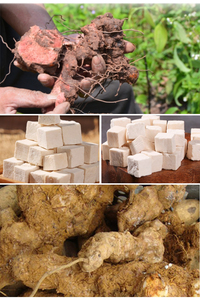 中国の伝統的な漢方薬Poria Cocos Fu Ling - Product Image 4