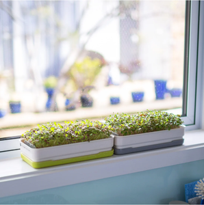 Jardin hydroponique d'intérieur intelligent pour la cuisine, plateau pour micro-légumes, <span class=keywords><strong>en</strong></span> <span class=keywords><strong>bois</strong></span> naturel, à suspendre au mur, utilisation domestique - Product Image 6