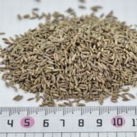 Graines de cumin entières séchées naturellement, épice classique pour les grillades, la viande rôtie et la cuisine quotidienne