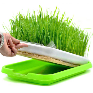 Vassoio Micro verde autodidatta doppio vassoio idroponico per vivaio - Product Image 1