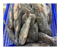 Poisson tilapia entier congelé de grande taille, faible teneur en matières grasses, riche en protéines