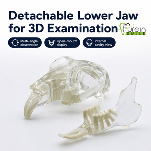 Modelo de cráneo dental de conejo directo de fábrica, modelo de dientes transparente para clínica veterinaria, mandíbula anatómica para consultorio veterinario canino - Product Image 6