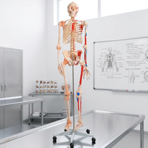 Modelo Musculoesquelético Humano Anatómicamente Correcto, Estructura Detallada de Músculos y Ligamentos, Esqueleto de Enseñanza para Universidad de Medicina - Product Image 3