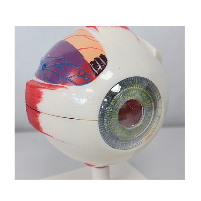 SY-N023 Teaching Resources Medical Science Human Eyeball Model 3D Human Anatomical Eyeball Eye Model for Biology