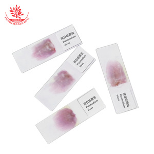 Portaobjetos de Plasmodium vivax, preparados biológicos de alta resolución para la enseñanza universitaria, vendidos en lotes de 10. - Product Image 3