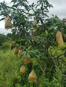 Al abrigo de fruta de mango bolsa de protección - Product Image 2