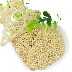 Wholesale Top Quality White Broom corn Millet