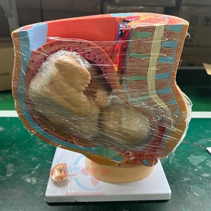 Modèle anatomique HC-S271, modèle d'organes humains sagittaux féminins pour l'école de médecine, modèle anatomique - Product Image 3