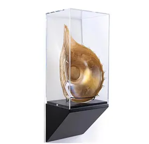 Gallery Style Acrylic Box Display Case Wall Mounted Museum Vitrine Display Case