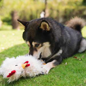 Vente en gros Meilleures fournitures pour animaux de compagnie Jouets de jeu de chien interactif poulet froissé - Product Image 5