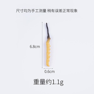 แบบจำลองถั่งเช่าจำลองขนาด 1:1 ทำจาก PVC สมจริง ใช้เป็นอุปกรณ์ประกอบฉากถั่งเช่า ของเล่นจำลองอาหารที่สมจริง สนุกสนาน เหมาะสำหรับการถ่ายทอดสด - Product Image 5
