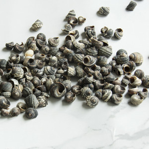 Concha negra pequeña <span class=keywords><strong>de</strong></span> 0,5-1,5 cm, conchas <span class=keywords><strong>de</strong></span> caracol, pecera, paisaje, artesanías, accesorios <span class=keywords><strong>de</strong></span> dibujo - Product Image 2