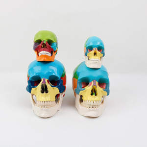Colored Simulated Skull <b>Head</b> Model Plastic Detachable Bones For Teaching Purpose Age 14Y Above - Product Image 2