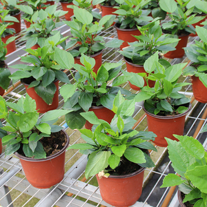 Banc de culture roulant pour serre, galvanisé à chaud, pour la propagation des plantes, table roulante commerciale - Product Image 4