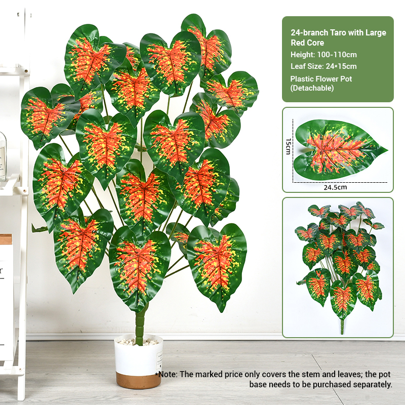 24 fourchettes taro à noyau rouge (100-110cm)