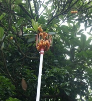 Panier télescopique en acier pour cueilleur de fruits pour verger avec poignée réglable en aluminium