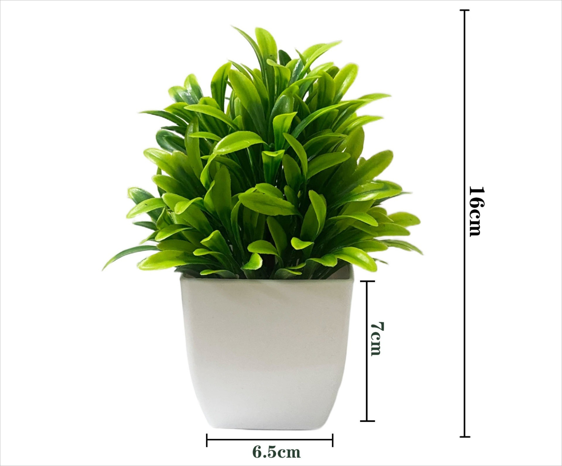 Potted plants of Luo Han Cao green