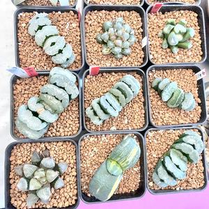 Akadama — terre pour bonsaï, 1 pièce, de qualité supérieure, descente pour plantation d'orchidées, japonais, 3-6mm - Product Image 2