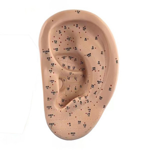 Modelo de Puntos de Acupuntura para Oído, 40 cm, Extra Grande, para Terapia y Estudio - Product Image 2
