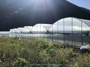 Serre agricole multi-spans clé en main pour la culture hydroponique de tomates à vendre - Product Image 6