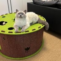 Lit pour chat en feutre aiguilleté écologique, forme de donut, tunnel confortable, nid pour chat pour jouer et se reposer
