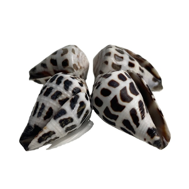 Best Price Mini Black Leopard Conch Shell High Quality 2-4cm Natural Seashell