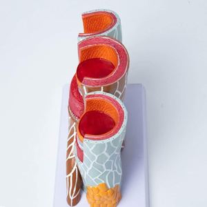 <span class=keywords><strong>Model</strong></span> anatomi arteriovenosa KyrenMed <span class=keywords><strong>Model</strong></span> struktur pembuluh darah diperbesar dalam struktur arteri manusia dan <span class=keywords><strong>Model</strong></span> pembuluh darah - Product Image 5