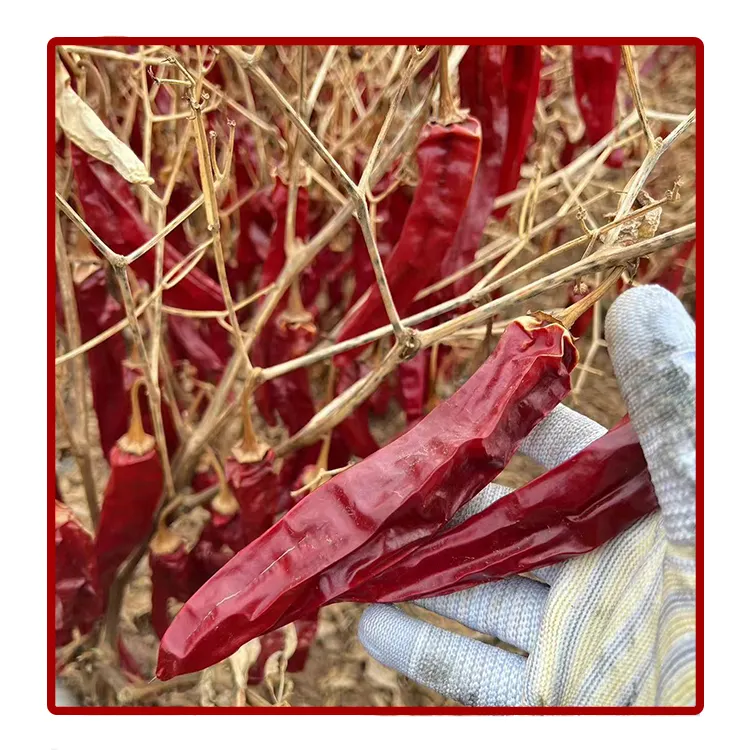 Fabrieksprijs Groothandel Oem Bulk Bestelling Gedroogde Chili Peper Droge Rode Pepers Paprika