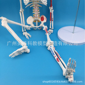 Modèle de squelette humain, 85 cm, avec moitié du modèle musculaire coloré, incluant les points d'origine et d'insertion des muscles, intervertébraux - Product Image 4